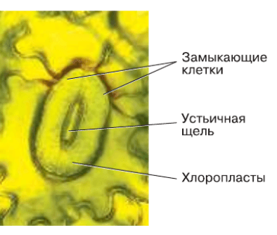 Решение рисунок 1
