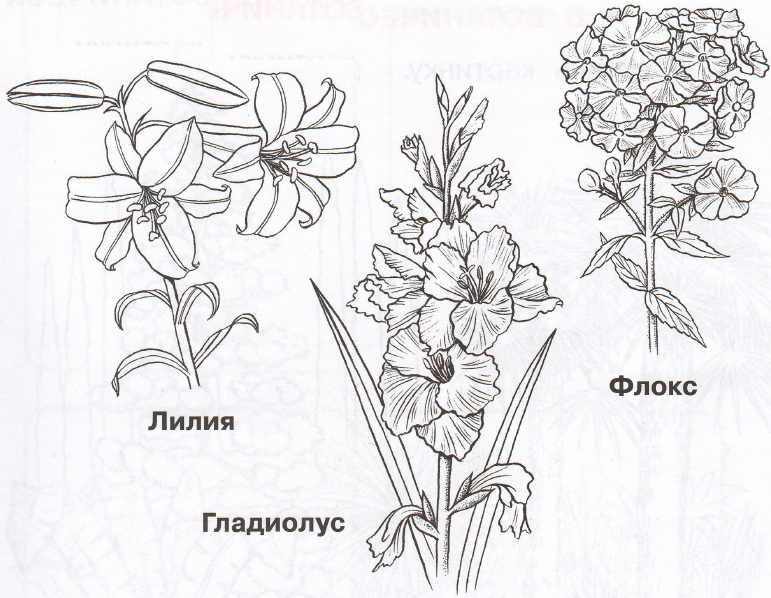 Задание рисунок 1